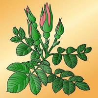 branche de rose, rose musquée rose avec bourgeons et feuilles vertes sur fond jaune clair, dessin avec une ligne, illustration vectorielle, élément de conception