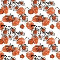 modèle sans couture avec des fleurs séchées de physalis, éléments de doodle dessinés dans le style de croquis. physalis. dentelle phyzalis sur fond blanc vecteur