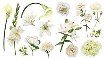 ensemble de fleurs blanches, illustration vectorielle aquarelle dessinée à la main vecteur