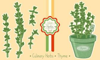 médecine et thym aux herbes culinaires, illustration de croquis dessinés à la main