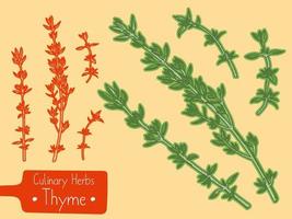 branches de la médecine et du thym aux herbes culinaires, illustration de croquis dessinés à la main