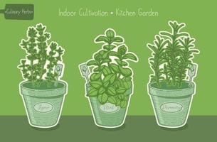 plantes alimentaires pour potager, thym et menthe et romarin vert illustration dessinée à la main