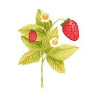 branche de fraise aquarelle dessinée à la main isolée sur fond blanc. baies d'été fraîches avec feuilles et fleurs pour impression, carte, autocollant, design textile, emballage de produit vecteur