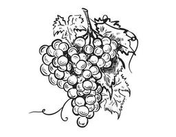 illustration graphique de raisin, style dessiné à la main. vecteur. vecteur