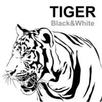 tête de tigre noir et blanc, vecteur