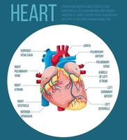 organe interne humain avec coeur