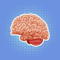 organe interne humain avec cerveau vecteur