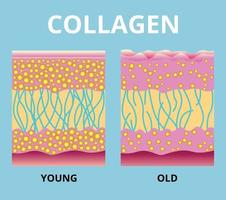 collagène, vecteur de protection de la peau