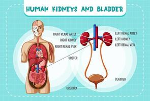 organe interne humain avec reins et vessie vecteur