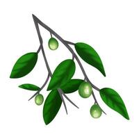 branche d'olives isolé sur fond blanc. illustration couleur et contour noir et blanc. image vectorielle d'olives dans un style plat simple de dessin animé. vecteur