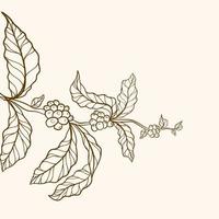 branche avec feuilles, bordure de nature vectorielle, caféier, feuilles, haricot, grain, branche, feuilles et grains de café naturels, illustration de caféier, café vintage vecteur