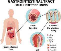 schéma montrant le tractus gastro-intestinal vecteur