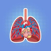 organe interne humain avec poumons vecteur