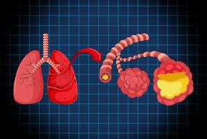 organe interne humain avec poumons vecteur