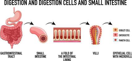 schéma montrant les cellules de digestion vecteur