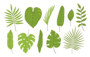 ensemble de feuilles tropicales isolé sur fond blanc. palmier, monstera, feuilles de bananier, philodendron et autres. illustration vectorielle dessinée à la main en style cartoon. parfait pour les cartes, les décorations, les invitations vecteur