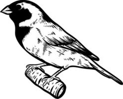 oiseau moineau illustration dessinée à la main vecteur