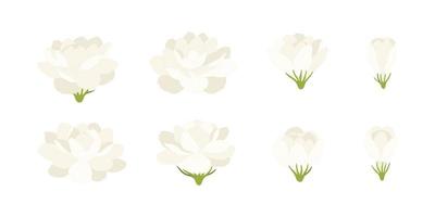 ensemble d'illustration de fleurs épanouies de jasmin blanc. vecteur
