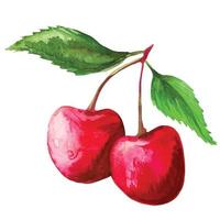 cerise aquarelle, illustration de fruits sakura vecteur