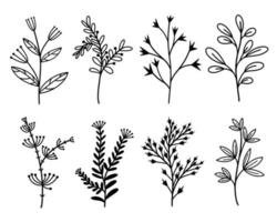 ensemble vectoriel d'éléments botaniques. branches avec feuilles, fleurs sauvages, herbes. griffonnages noirs dessinés à la main. baies et inflorescences sur les plantes. objets isolés sur blanc