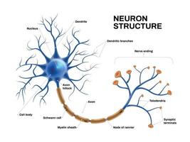 anatomie réaliste des neurones vecteur