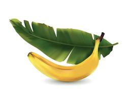 illustration vectorielle réaliste de banane vecteur