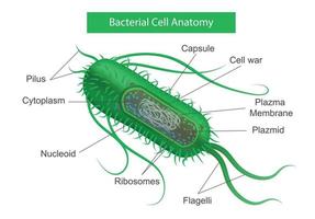 infographie sur l'anatomie des cellules bactériennes vecteur