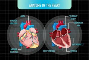 organe interne humain avec coeur vecteur