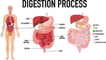 schéma montrant le processus de digestion vecteur