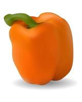 poivre bulgare orange vecteur