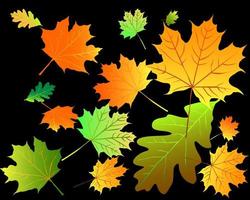 feuilles de bois d'automne multicolores sur fond noir vecteur