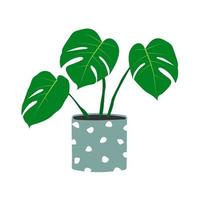 plante de monstera en pot de fleurs. plante d'intérieur dessinée à la main. vecteur