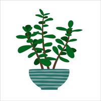 plante de jade en pot de fleurs. plante d'intérieur dessinée à la main. vecteur