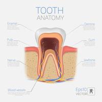 structure de la dent vectorielle. anatomie en coupe transversale avec toutes les parties. vecteur
