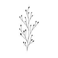 dessin au trait botanique feuilles florales, plante. branche de croquis dessinés à la main isolé sur fond blanc. illustration vectorielle vecteur