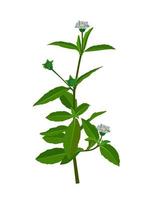 eclipta alba, eclipta prostrata ou bhringraj, également connue sous le nom de fausse marguerite, est une plante médicinale à base de plantes efficace en médecine ayurvédique.illustration vectorielle. vecteur