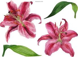 asian lily stargazer, tracé de fleurs et de feuilles à l'aquarelle vecteur