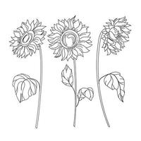 ensemble de fleurs de tournesol.outline.collection de silhouettes stylisées comme plantes à fleurs. croquis de vecteur, illustration noir et blanc isolé sur fond blanc. vecteur