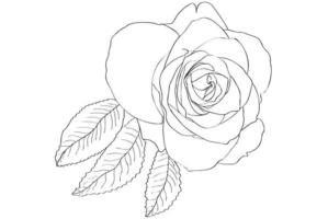 rose peinte en noir et blanc avec des feuilles, destinée aux vacances, cartes postales, 8 mars, saint valentin vecteur