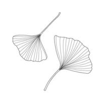 feuilles de ginkgo fraîches ensemble contour noir et blanc illustration vectorielle dessinée à la main, plante médicinale organique détaillée florale, symbole culturel japonais, concept d'environnement respectueux de l'environnement vecteur