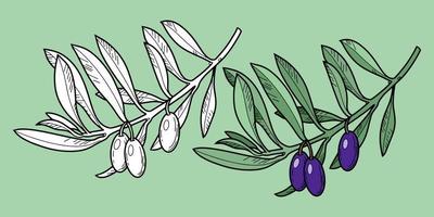 ensemble d'illustration vectorielle monochrome et couleur. branche d'olivier avec baies d'olive, ligne, illustration botanique sur fond vert vecteur