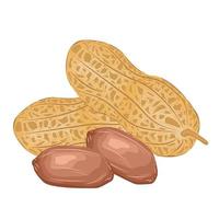 noisette amande cajou cacahuète produit dessin animé casse-croûte noyer culinaire noyau asiatique biologique pistache vecteur