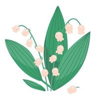 muguet, fleur printanière aux bourgeons épanouis en forme de cloche. muguet de plantes florales boisées isolées. blanc peut convallaria avec des feuilles. illustration vectorielle plane colorée. vecteur