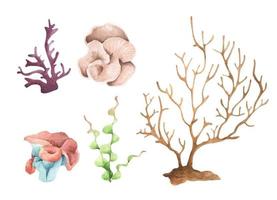 algues. plantes océaniques sous-marines, éléments de corail de mer. illustration aquarelle. vecteur