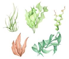 algues. plantes océaniques sous-marines, éléments de corail de mer. illustration aquarelle. vecteur