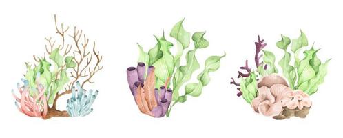 algues. plantes océaniques sous-marines, éléments de corail de mer. illustration aquarelle. vecteur