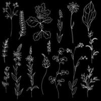 modèle vectoriel noir et blanc avec des brindilles de feuilles et d'herbes