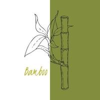 bâton de bambou avec pousses, feuilles, dessin à la main. dépliant d'étiquette de modèle de toile de fond d'arrière-plan. vecteur