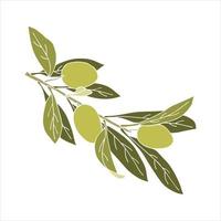 branche verte d'olives avec des fruits et des feuilles de dessin à la main, pas de contour. isolé, fond blanc. vecteur