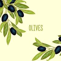 fond de bannière d'olives avec des baies d'olive mûres et place pour le texte. mise en page ou conception de bannières pour l'huile d'olive et les cosmétiques naturels, les produits de soins de santé. vecteur